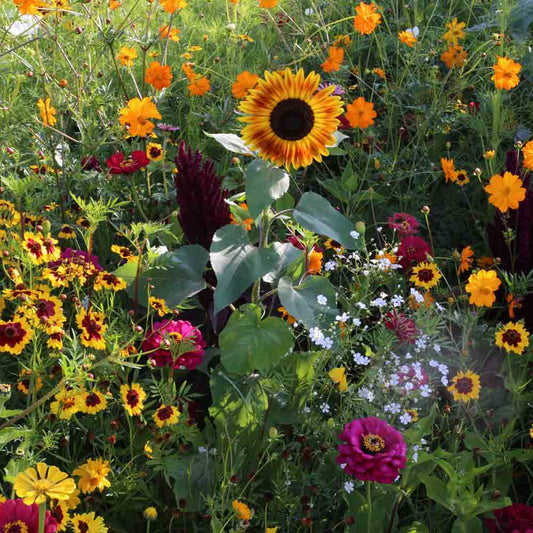 Graines de mélange fleuri lever de soleil – La Ferme de Sainte Marthe