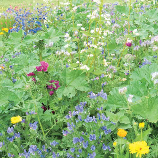 Graines de mélange fleuri mellifères et améliorants bio – La Ferme de Sainte Marthe