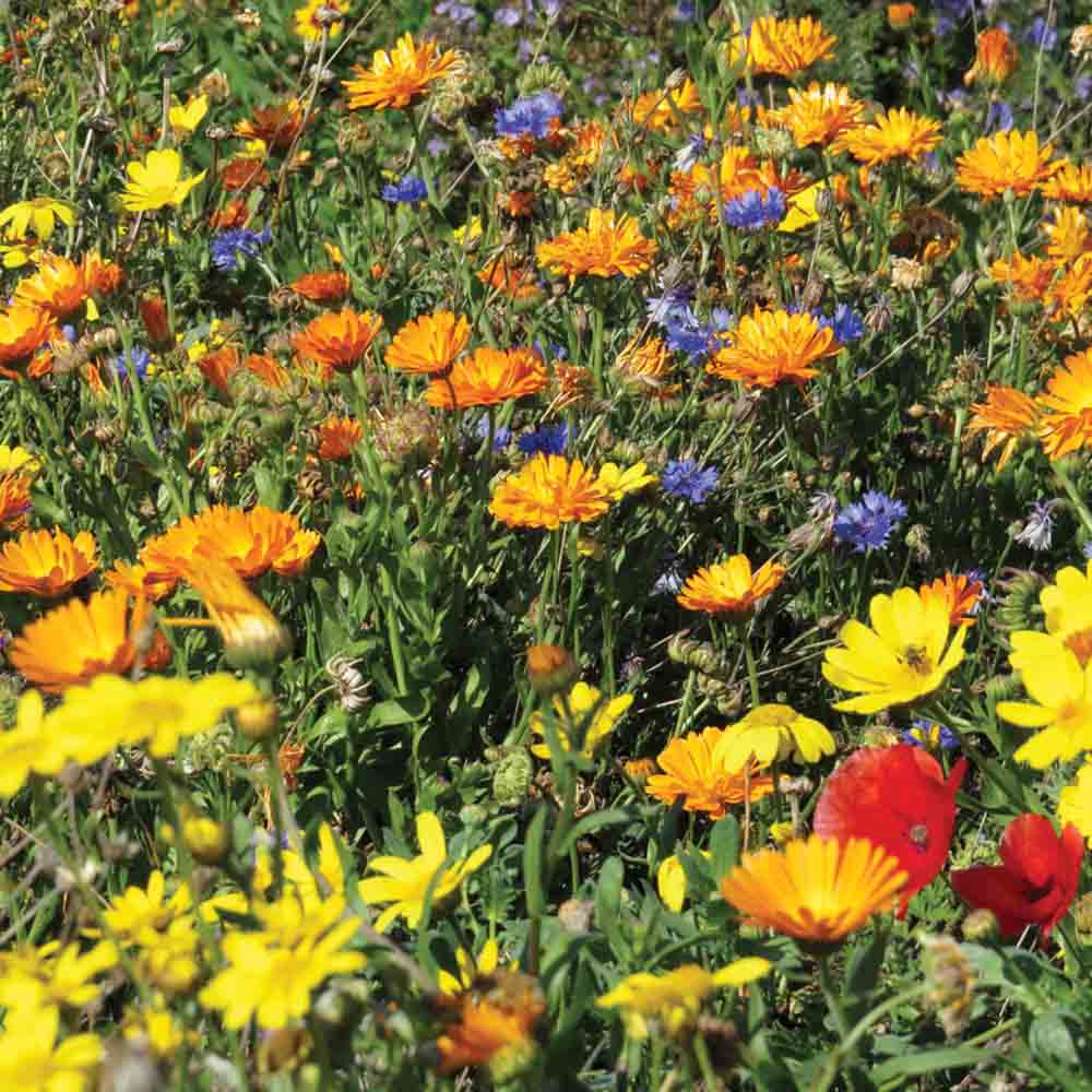 Graines de mélange fleuri messicoles – La Ferme de Sainte Marthe