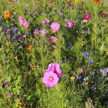 Graines de mélange fleuri miel et papillons – La Ferme de Sainte Marthe