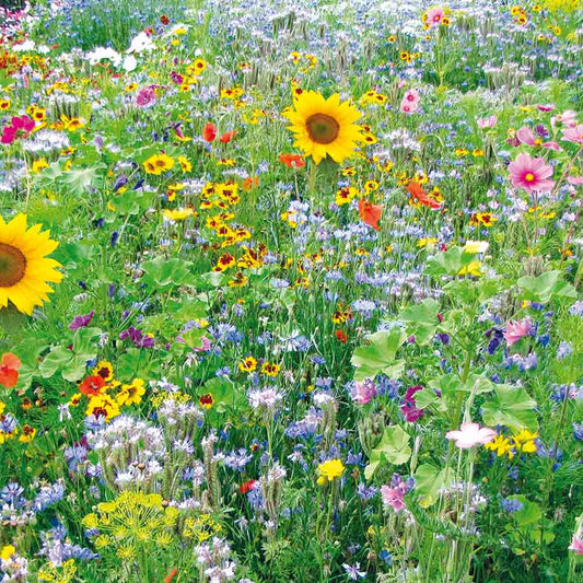 Graines de mélange fleuri nourrir les abeilles bio – La Ferme de Sainte Marthe