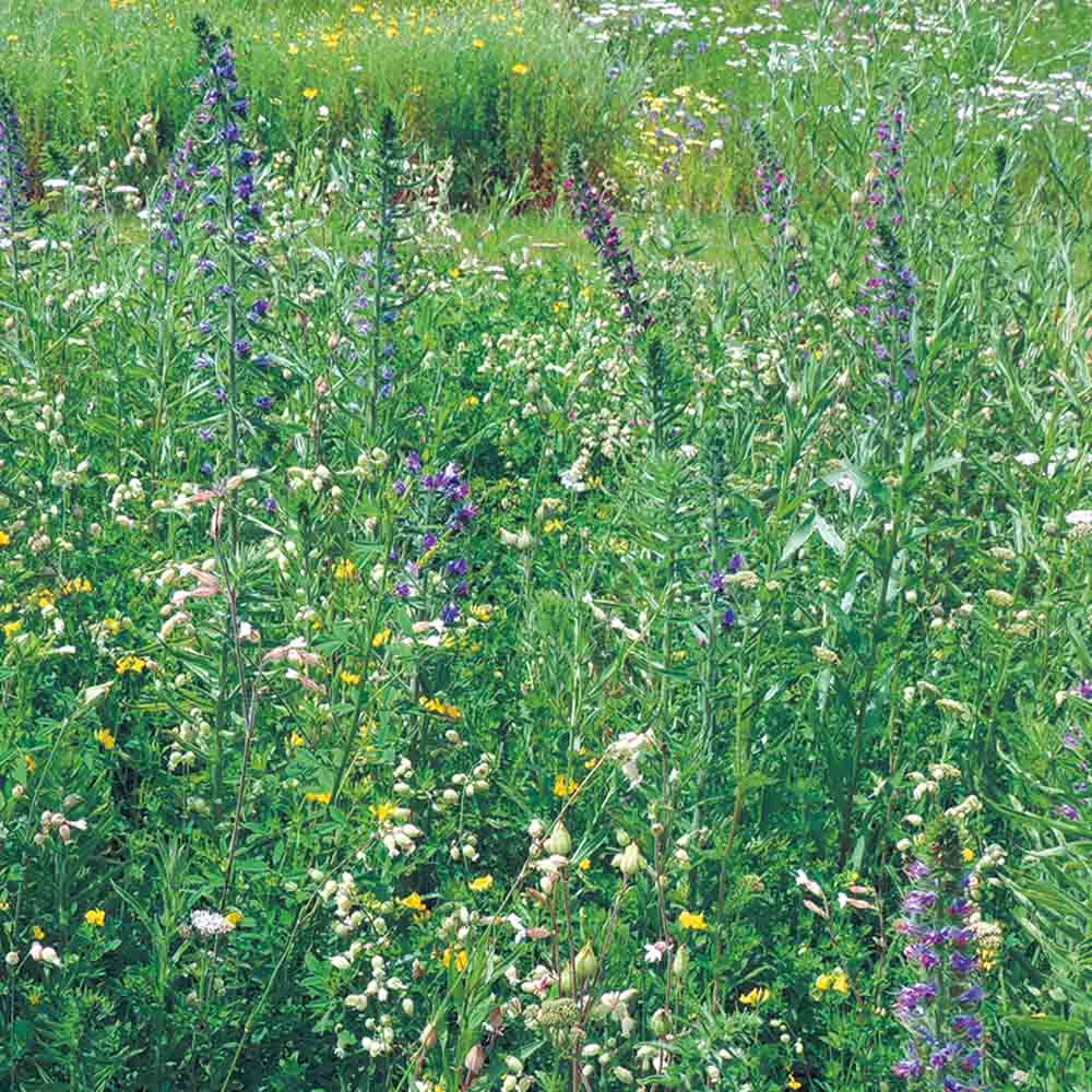 Graines de mélange fleuri nourrir les papillons – La Ferme de Sainte Marthe