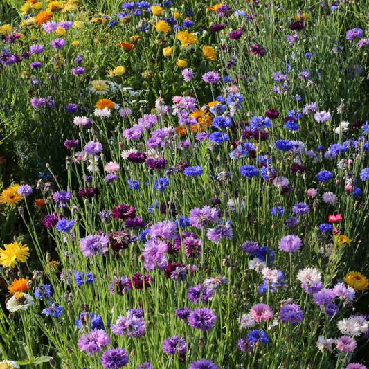 Graines de mélange fleuri pied de murs – La Ferme de Sainte Marthe