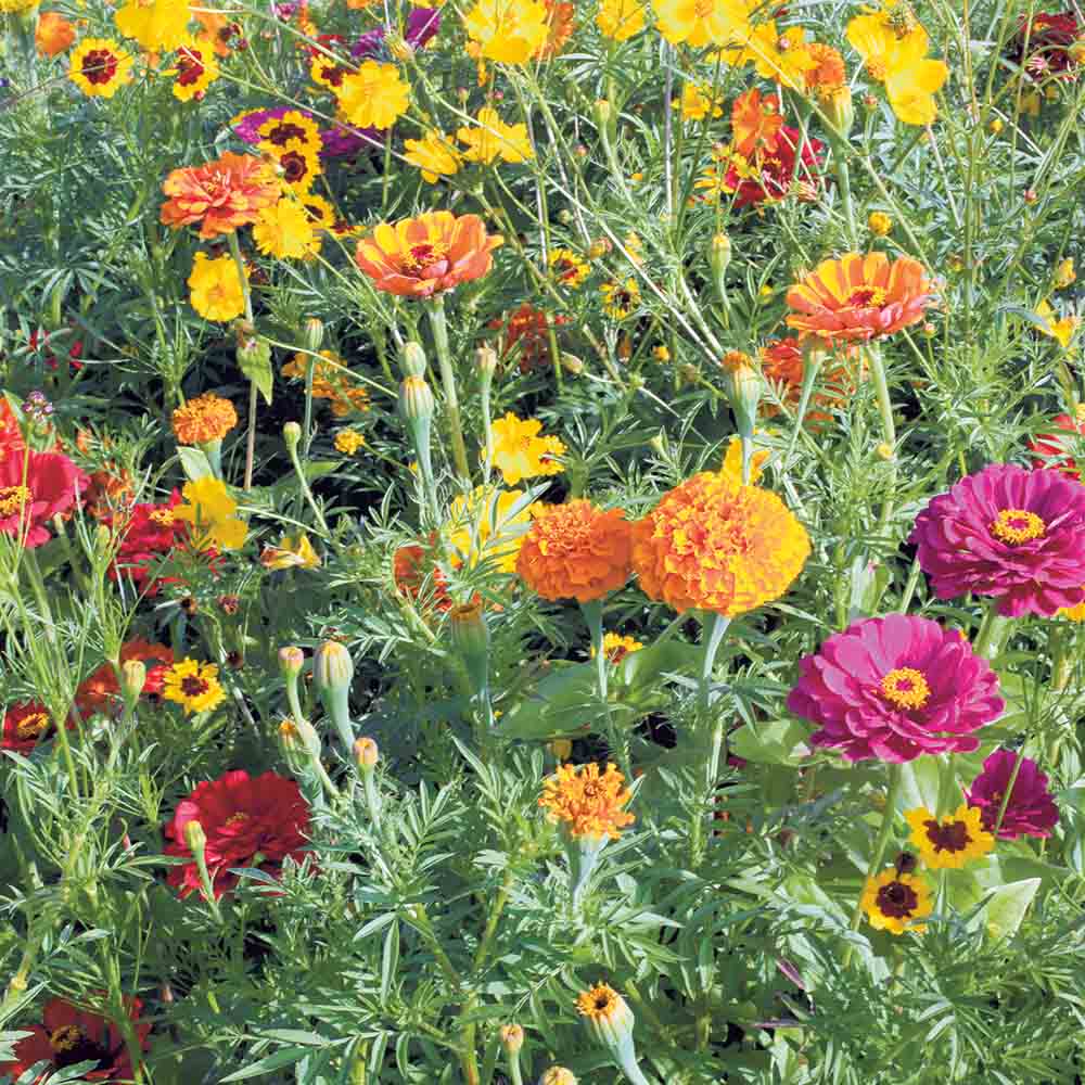 Graines de mélange fleuri plantes tinctoriales – La Ferme de Sainte Marthe