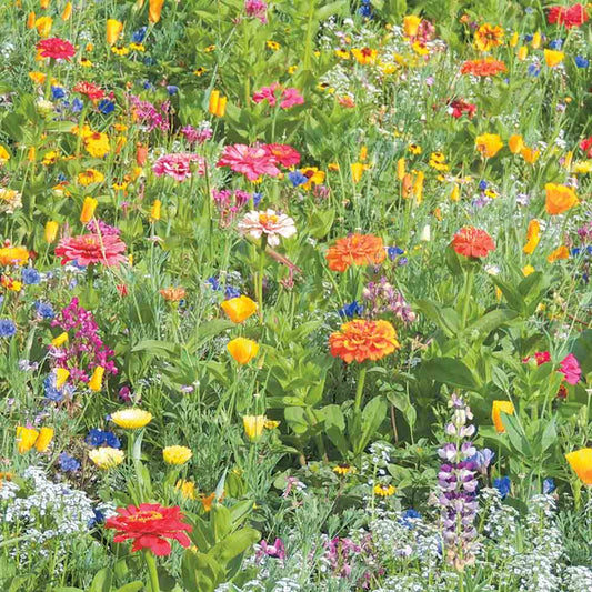 Graines de mélange fleuri tapis multicolore – La Ferme de Sainte Marthe