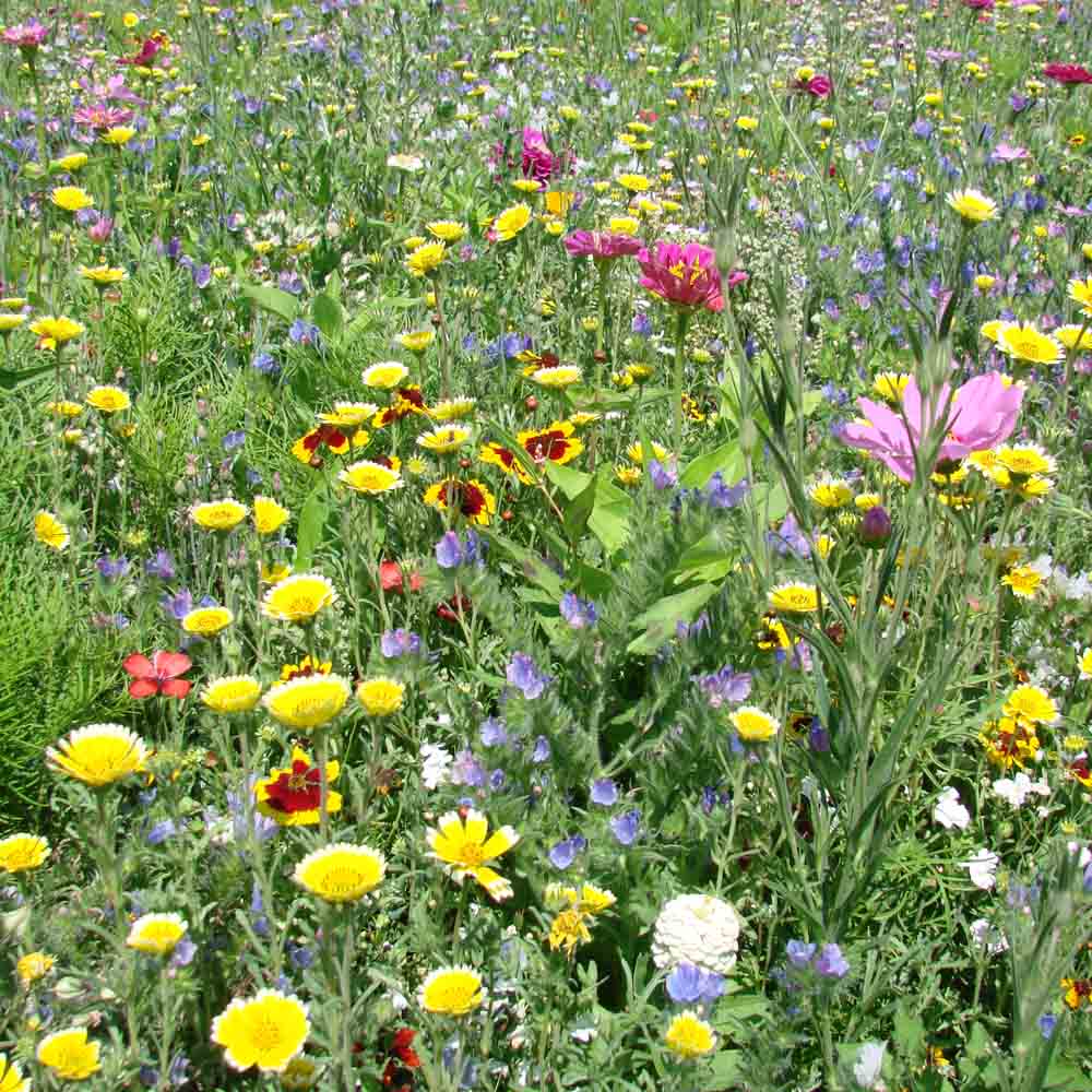 Graines de mélange fleuri terrain séchant aride – La Ferme de Sainte Marthe