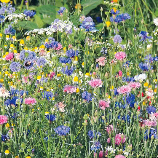 Graines de mélange fleuri tons pastels – La Ferme de Sainte Marthe