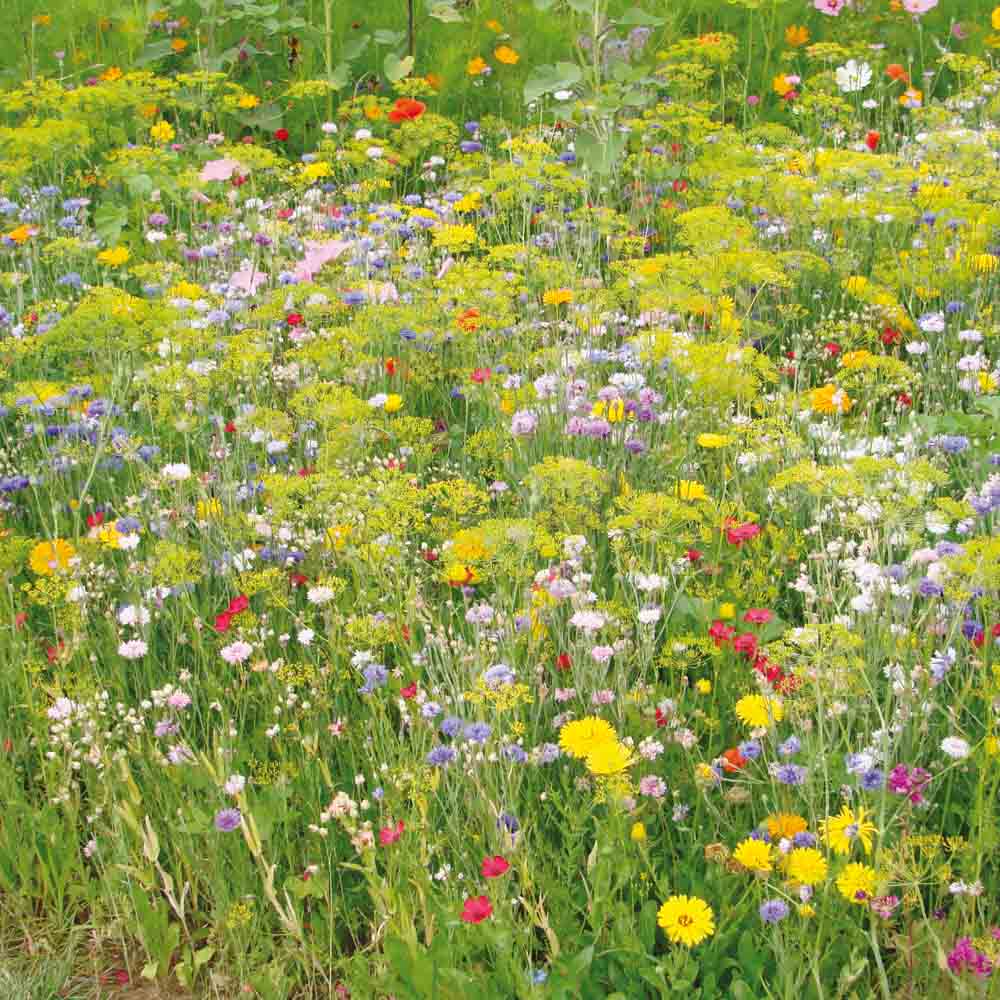 Graines de mélange fleuri variétés anciennes – La Ferme de Sainte Marthe
