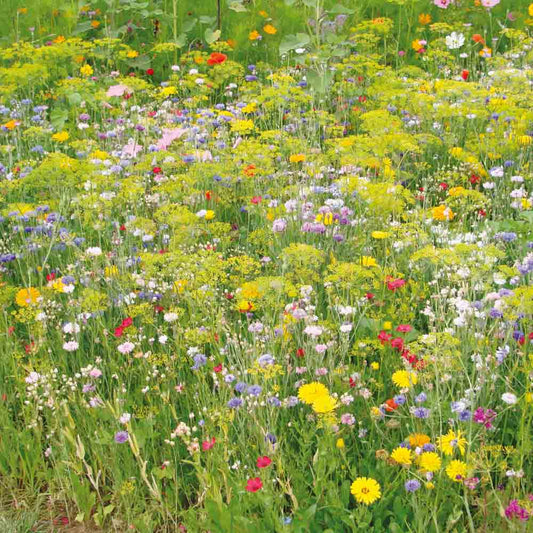 Graines de mélange fleuri variétés anciennes – La Ferme de Sainte Marthe