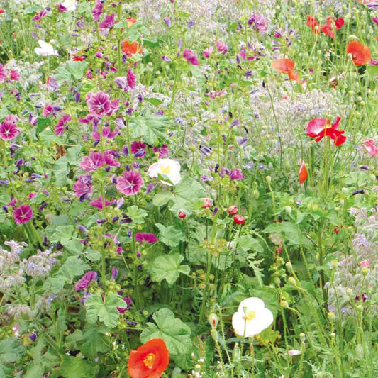 Graines de mélange fleuri zone ombrée – La Ferme de Sainte Marthe