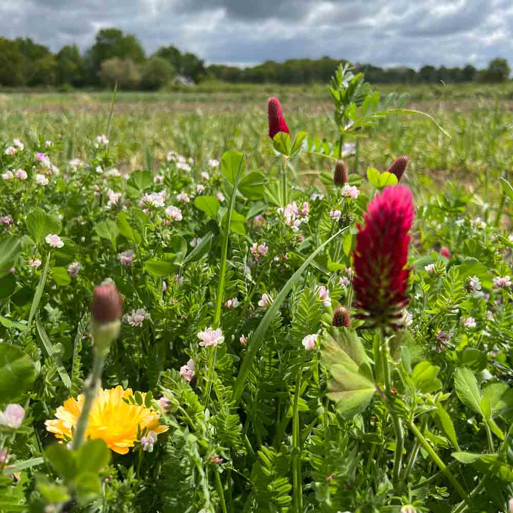 Graines de mélange hiver améliorants du sol bio – La Ferme de Sainte Marthe