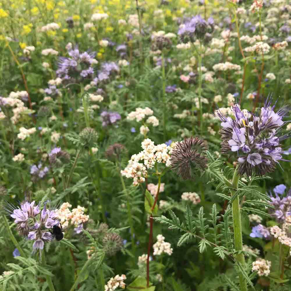 Graines de mélange maraîcher améliorants du sol bio – La Ferme de Sainte Marthe