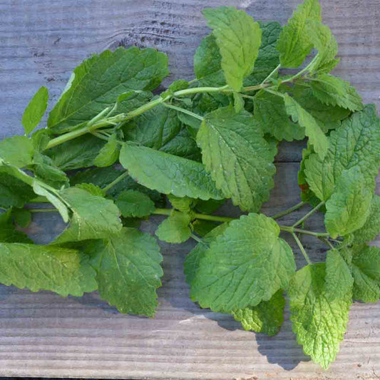 Graines de mélisse citronnelle bio – La Ferme de Sainte Marthe