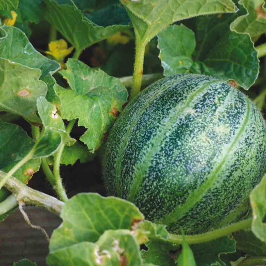 Graines de melon ananas d'amérique à chair rouge bio – La Ferme de Sainte Marthe