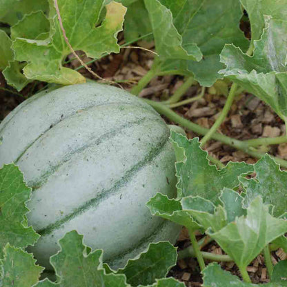 Graines de melon ancien vieille france bio – La Ferme de Sainte Marthe