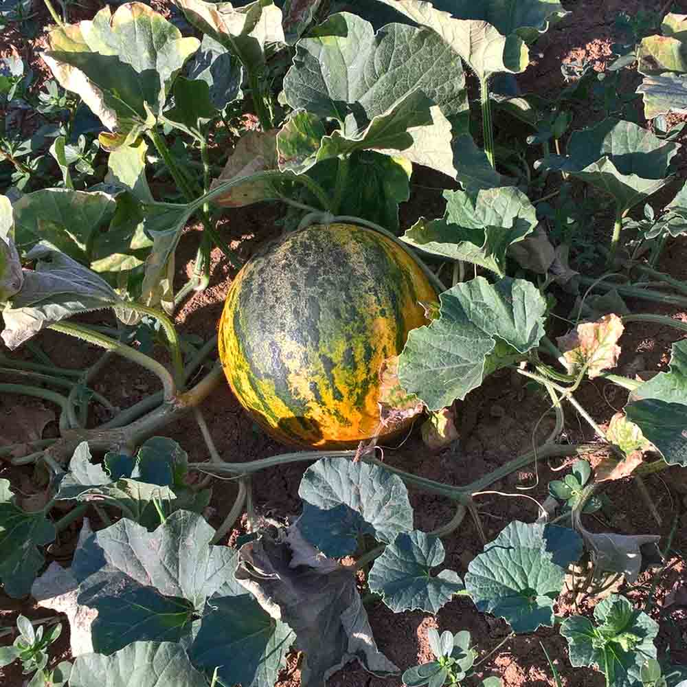 Graines de melon banana di lentigione bio – La Ferme de Sainte Marthe