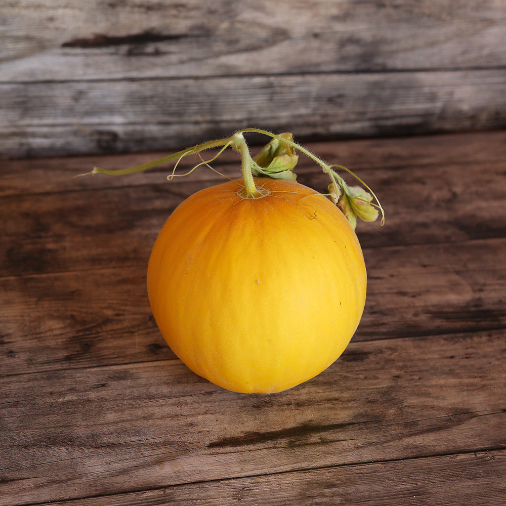 Graines de melon boule d'or bio – La Ferme de Sainte Marthe