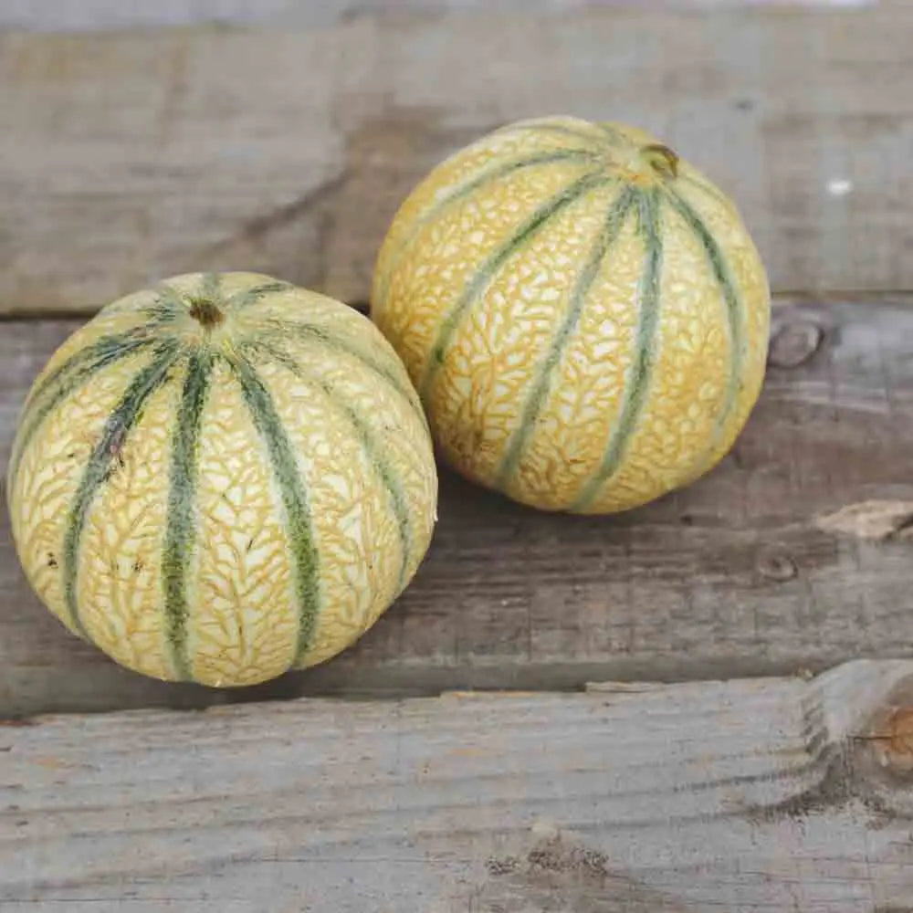Graines de melon charentais bio – La Ferme de Sainte Marthe