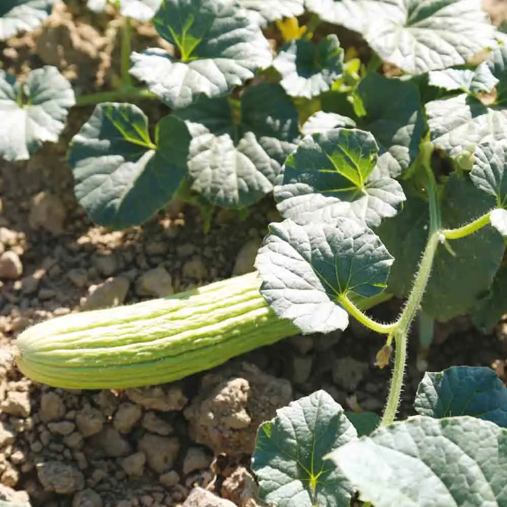 Graines de melon concombre arménien bio – La Ferme de Sainte Marthe