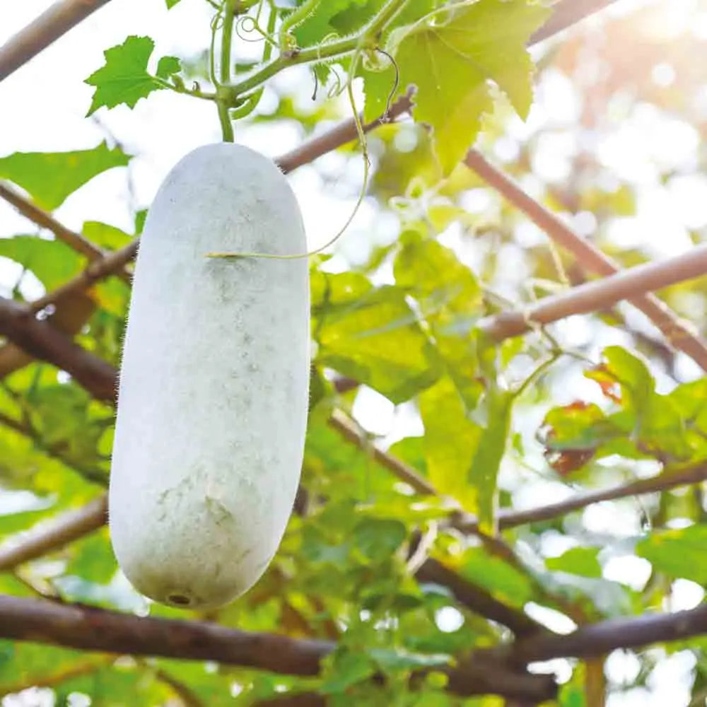 Graines de melon d'hiver fenpidonggua bio – La Ferme de Sainte Marthe