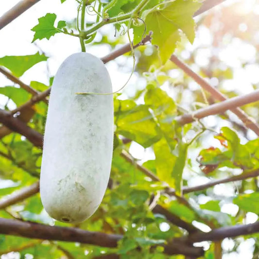 Graines de melon d'hiver fenpidonggua bio – La Ferme de Sainte Marthe