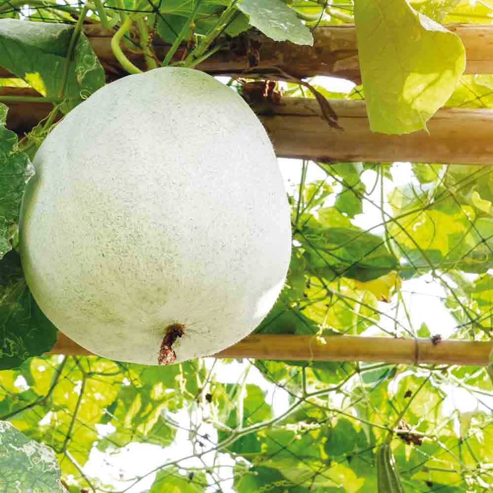 Graines de melon d'hiver twonga bio – La Ferme de Sainte Marthe