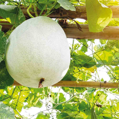 Graines de melon d'hiver twonga bio – La Ferme de Sainte Marthe