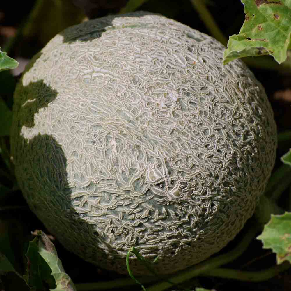 Graines de melon hales best jumbo bio – La Ferme de Sainte Marthe