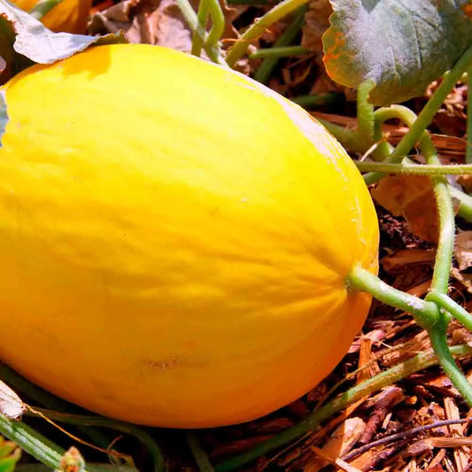 Graines de melon jaune canari 2 bio – La Ferme de Sainte Marthe