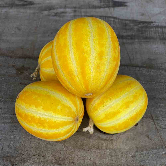 Graines de melon mango bio – La Ferme de Sainte Marthe