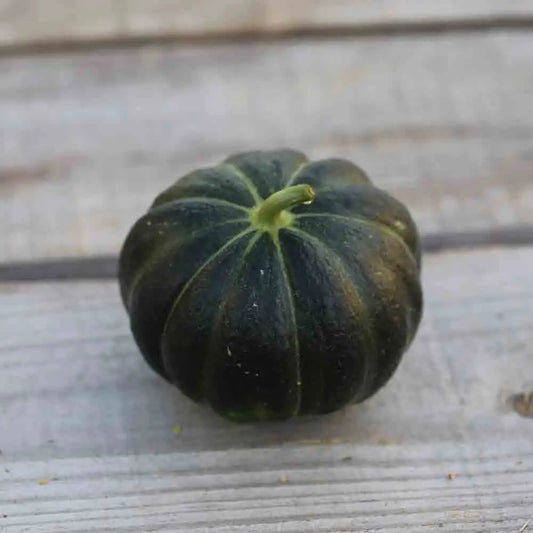 Graines de melon noir des carmes bio – La Ferme de Sainte Marthe