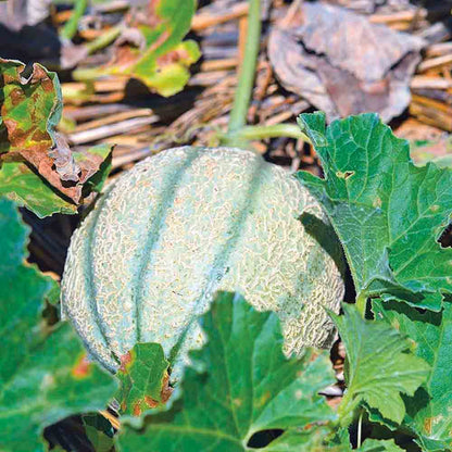 Graines de melon retato degli ortolani bio – La Ferme de Sainte Marthe