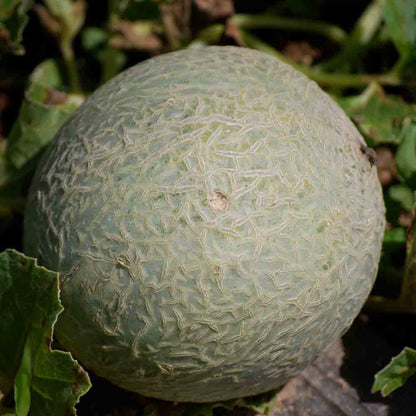 Graines de melon sucrin de tours bio – La Ferme de Sainte Marthe