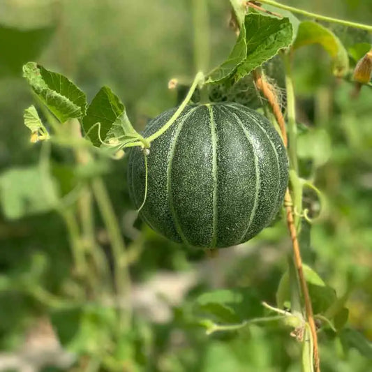 Graines de melon vert grimpant bio – La Ferme de Sainte Marthe