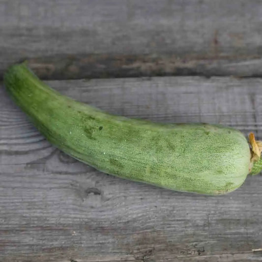 Graines de melon yangjiaomi bio – La Ferme de Sainte Marthe