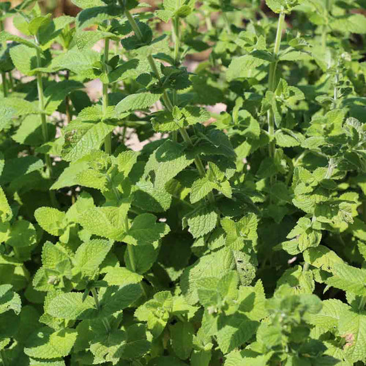 Graines de menthe aquatique bio – La Ferme de Sainte Marthe