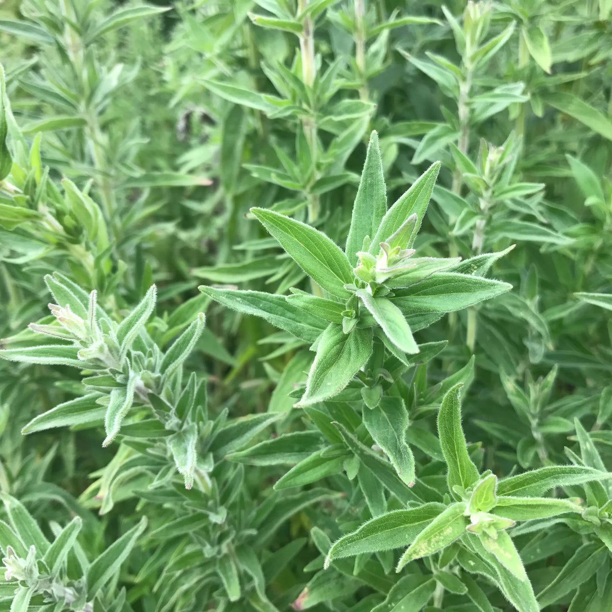 Graines de menthe glaciale des montagnes bio – La Ferme de Sainte Marthe