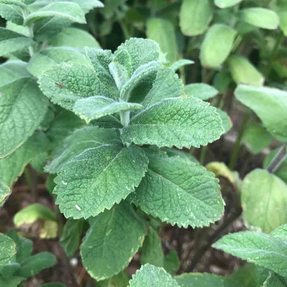 Graines de menthe pomme bio – La Ferme de Sainte Marthe