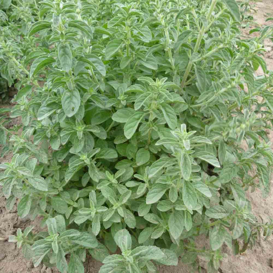 Graines de menthe pouliot bio – La Ferme de Sainte Marthe