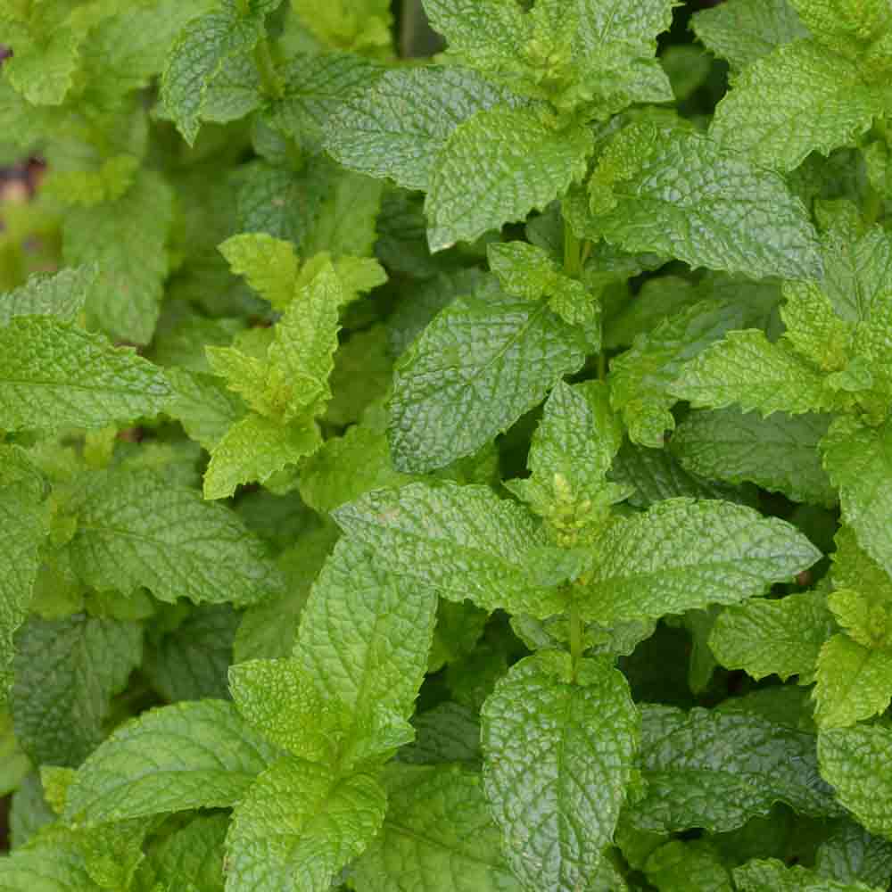 Graines de menthe verte bio – La Ferme de Sainte Marthe
