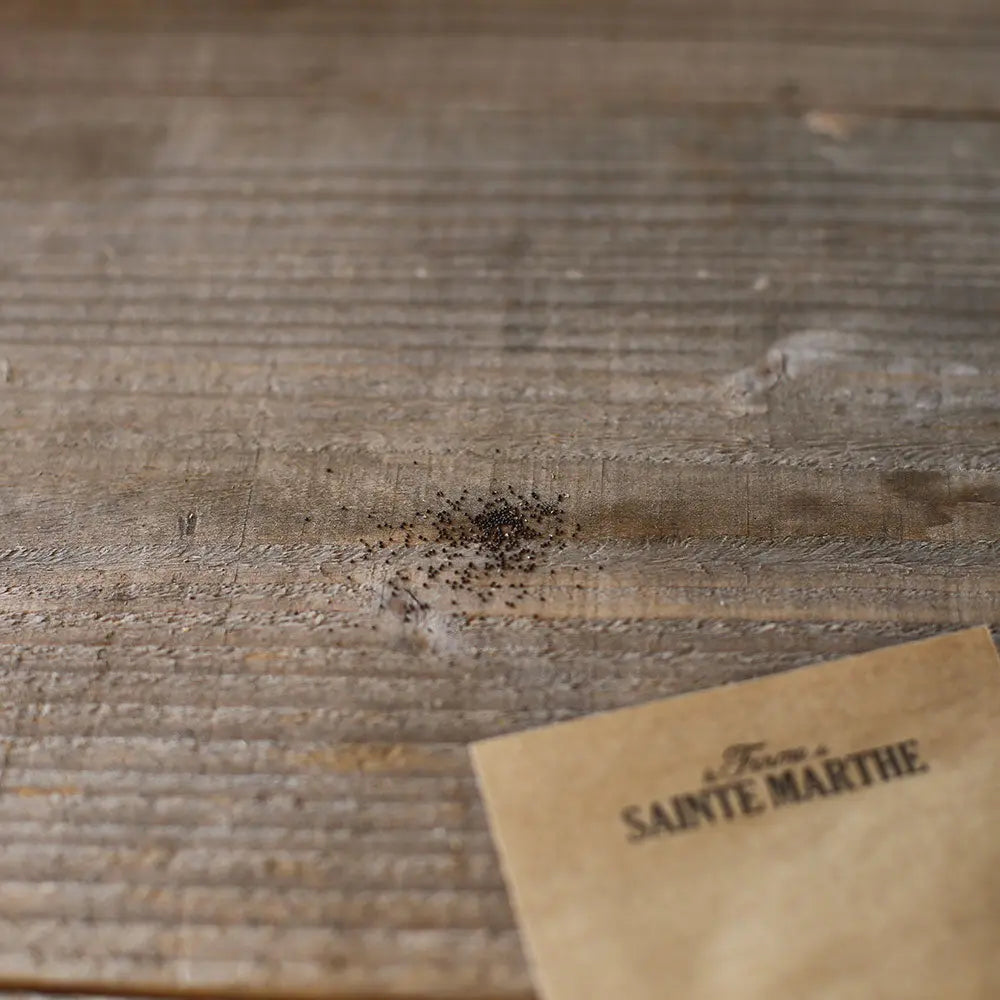 Graines de menthe verte bio – La Ferme de Sainte Marthe