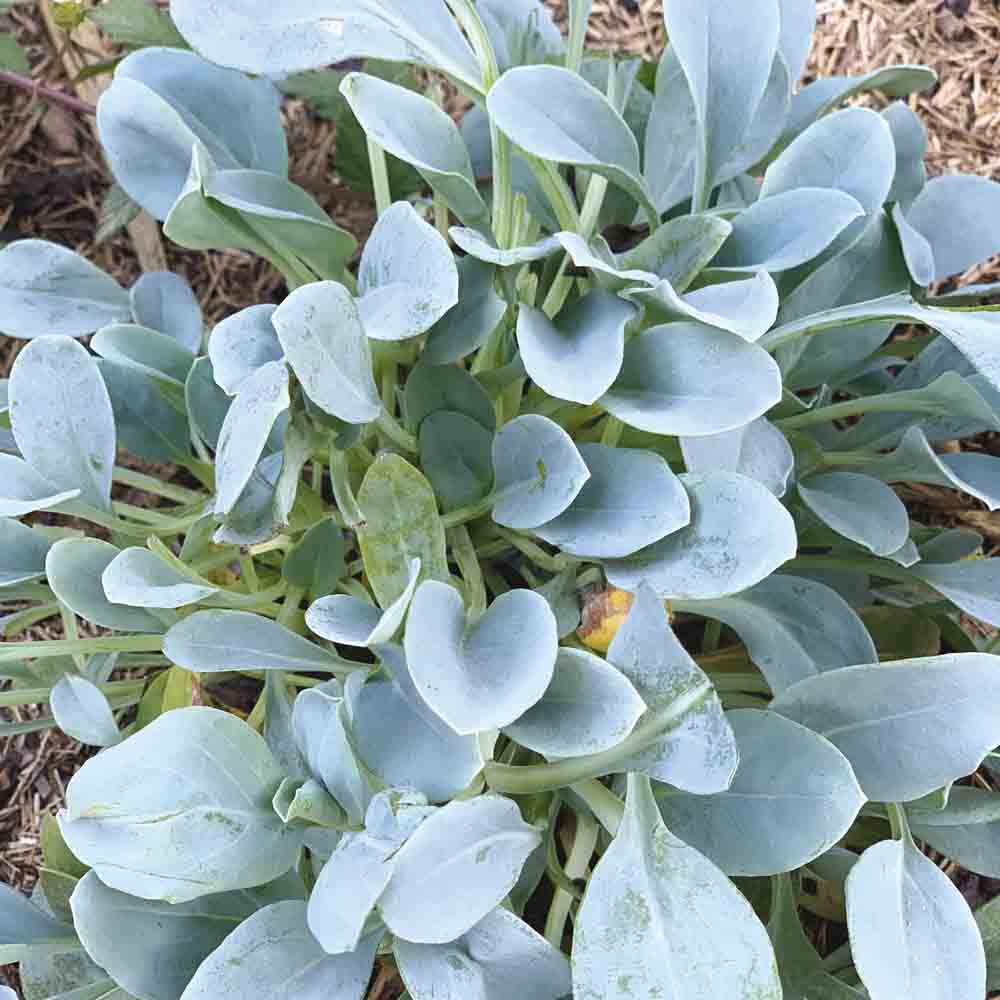 Graines de mertensia maritima ou plante huître bio – La Ferme de Sainte Marthe