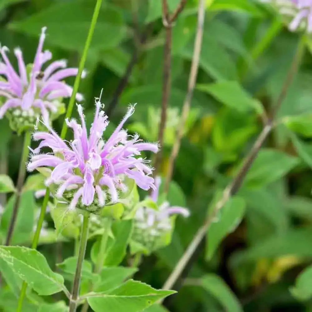 Graines de monarde bergamote bio – La Ferme de Sainte Marthe