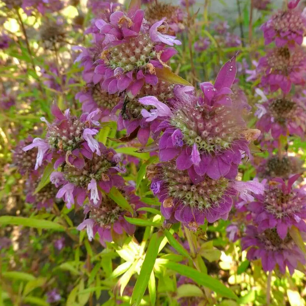 Graines de monarde citron – La Ferme de Sainte Marthe