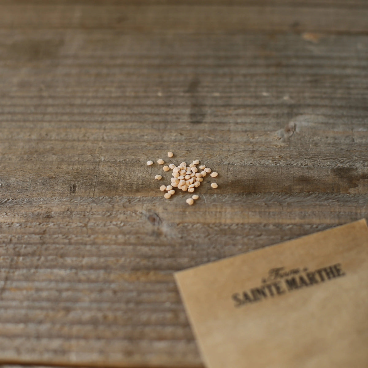 Graines de morelle de balbis bio – La Ferme de Sainte Marthe