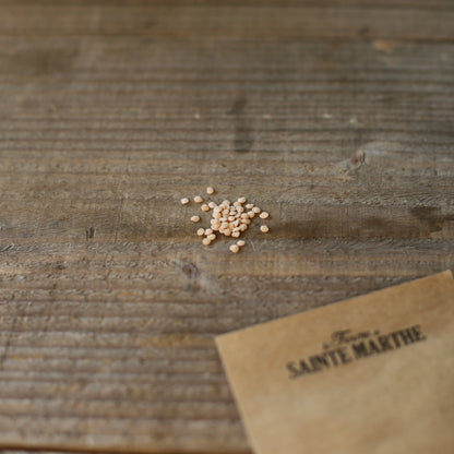 Graines de morelle de balbis bio – La Ferme de Sainte Marthe