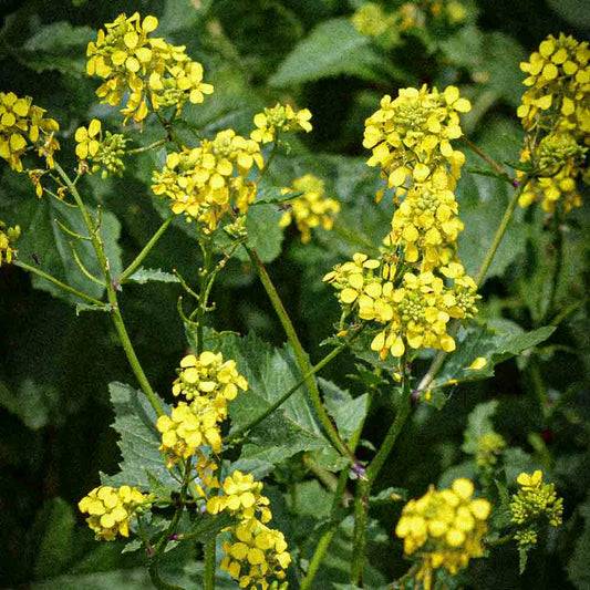 Graines de moutarde blanche bio – La Ferme de Sainte Marthe