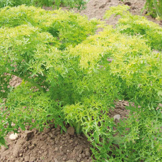 Graines de moutarde golden frills bio – La Ferme de Sainte Marthe