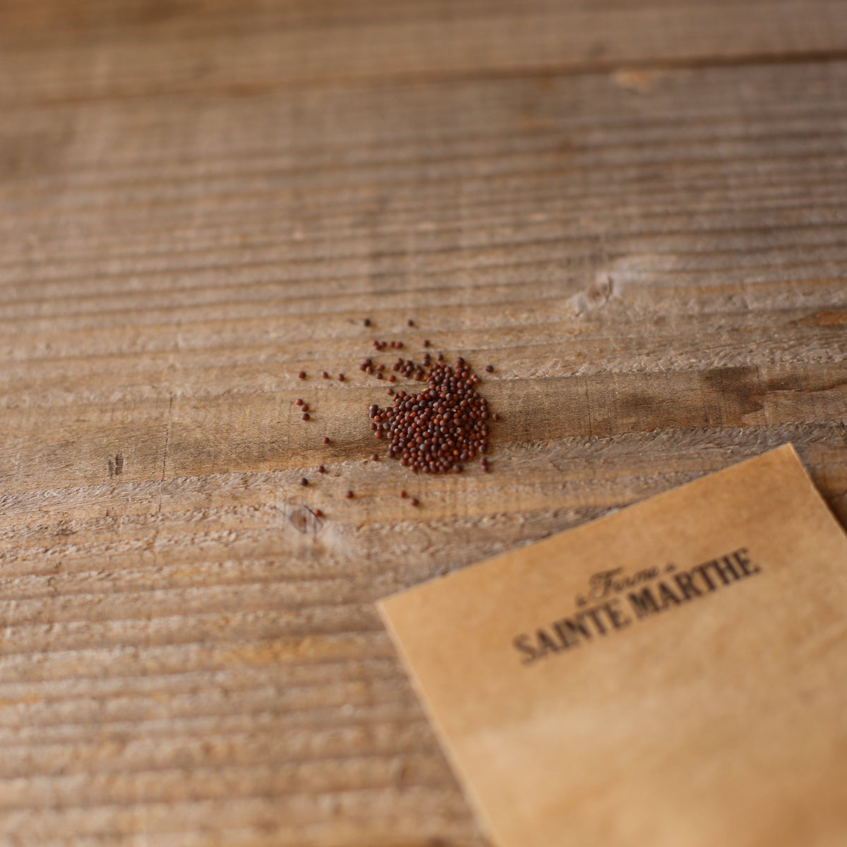Graines de moutarde purple frills bio – La Ferme de Sainte Marthe