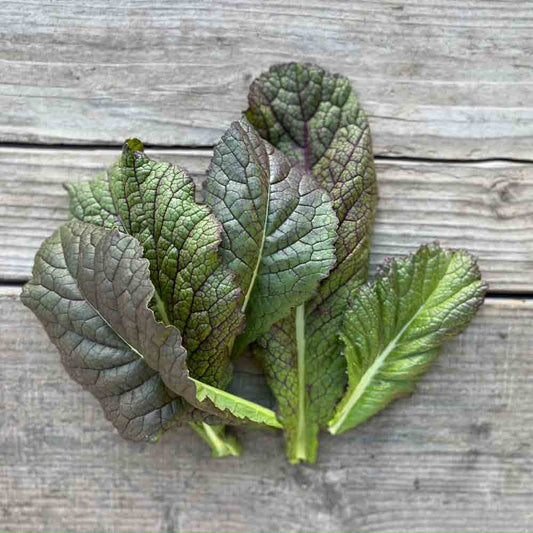 Graines de moutarde red giant bio – La Ferme de Sainte Marthe